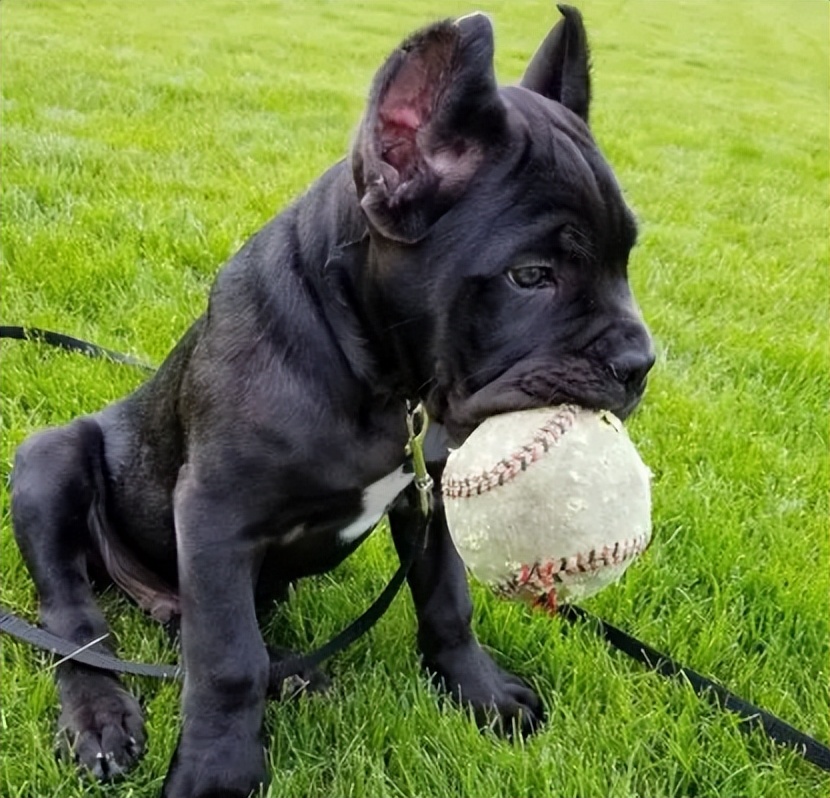 哪种狗适合和卡斯罗一起养,养狗卡斯罗幼犬