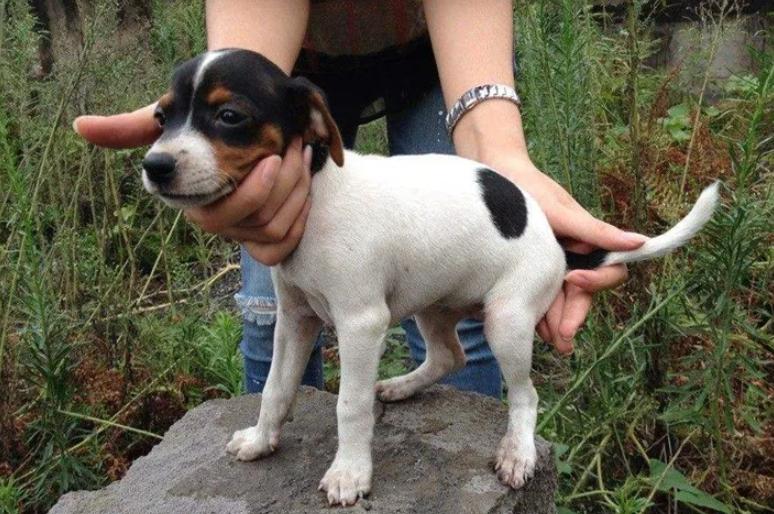太仓猎犬真实优缺点,太仓猎犬有什么特点