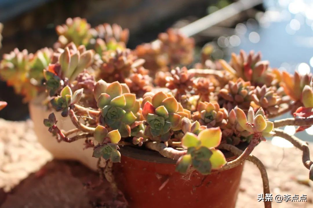 云南旅游疫情最新通报,疫情下的云南旅游