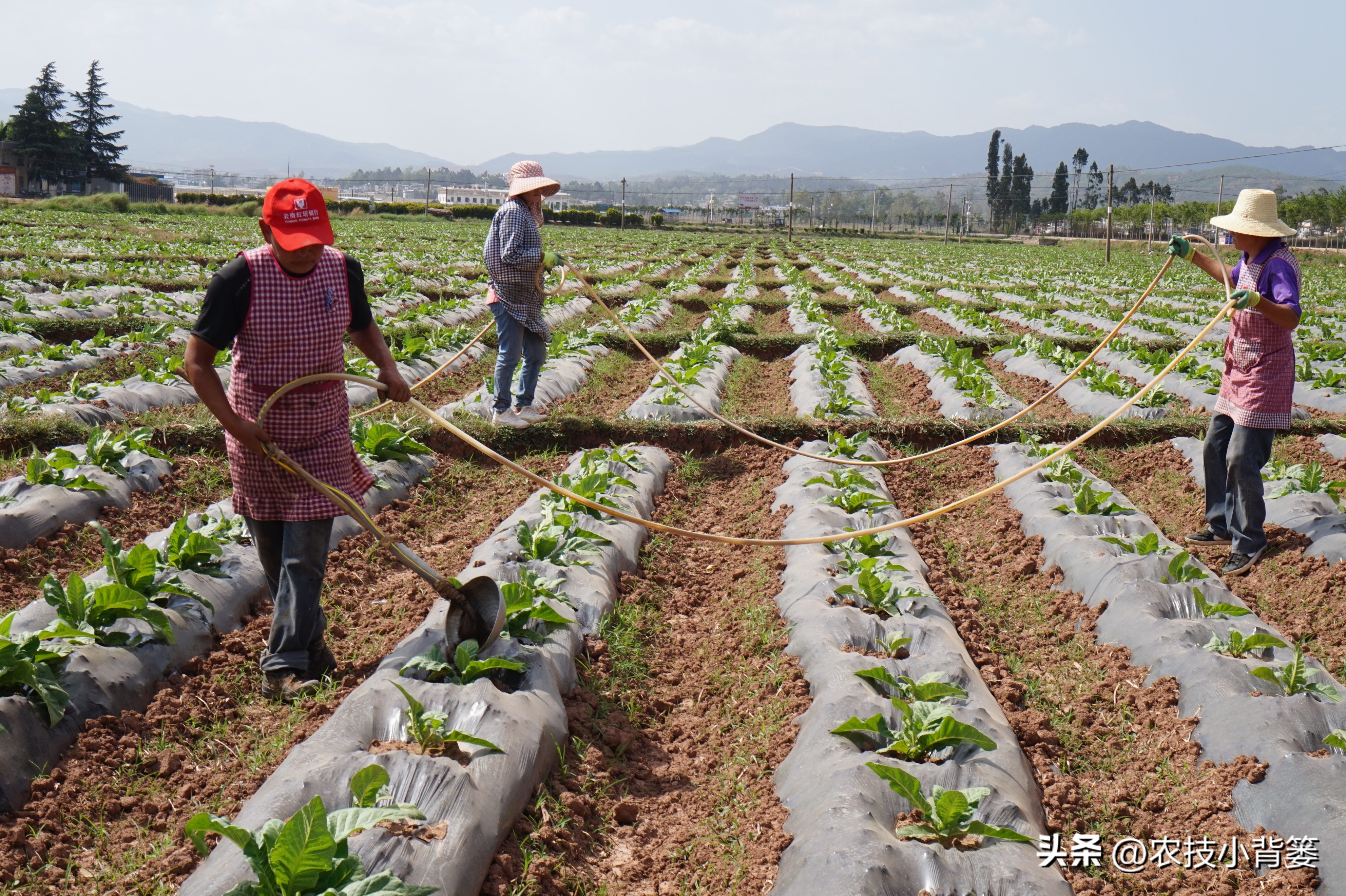 颜色不同的蛋白,各种规格鱼蛋白