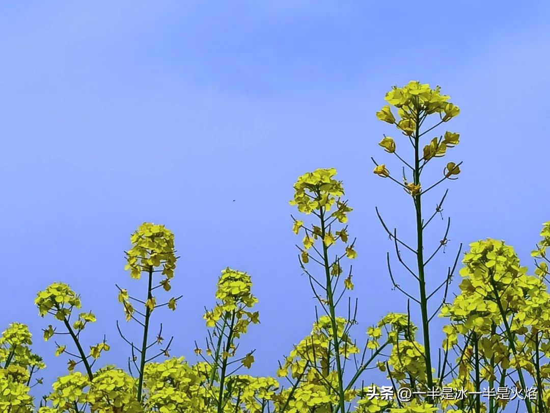 随笔有一种春天叫油菜花开,邂逅油菜花开散文