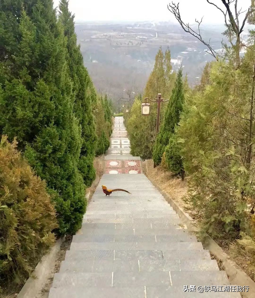 凤凰山锦鸡,凤凰山出现白腹锦鸡