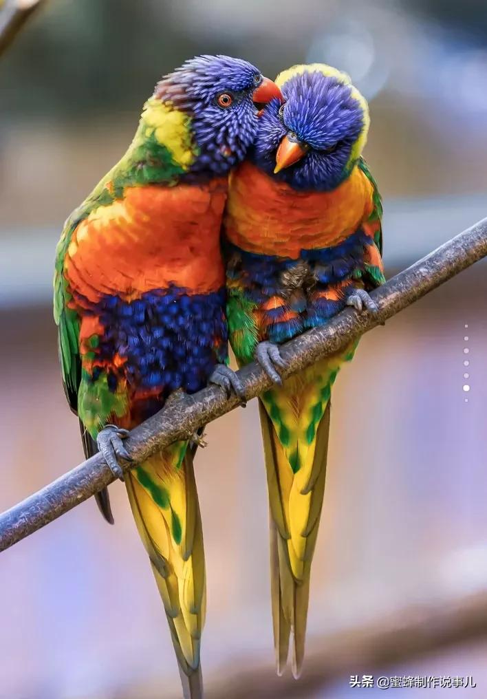 鸟语花香百花争艳让人陶醉,宁静祥和鸟语花香