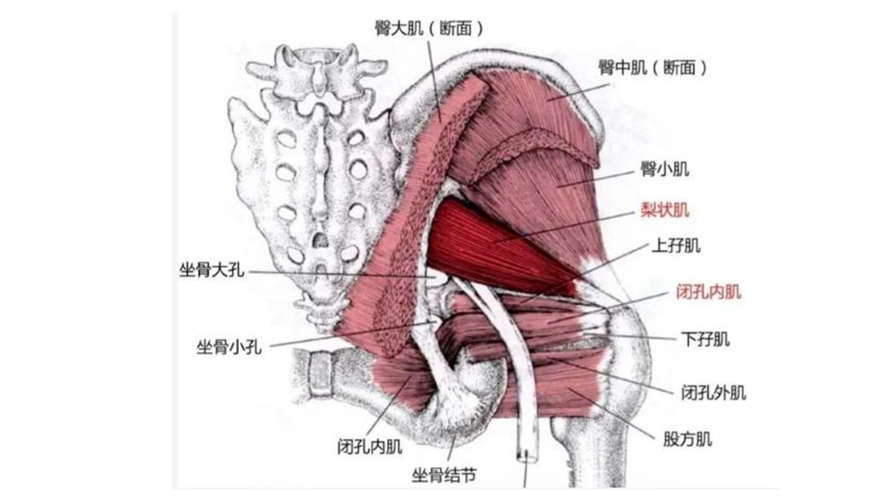 臀部疼痛和麻木怎么回事,臀部疼痛的原因及解决方法