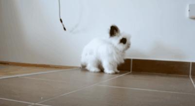 兔子没有实力就被人瞧不起,兔子从来没被战胜过