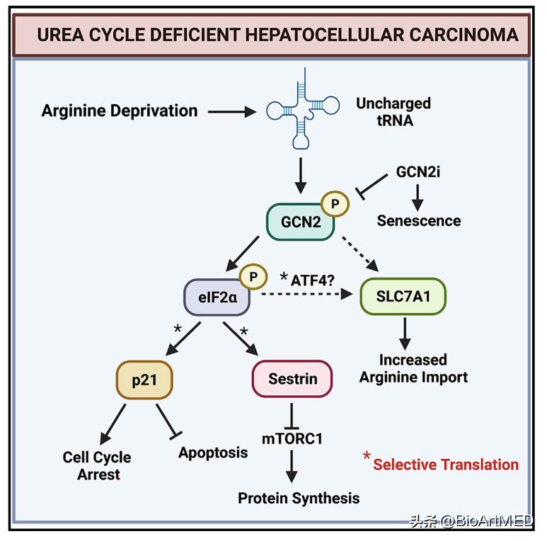 肝癌用药精氨酸的作用,肝癌吃什么能抑制癌细胞