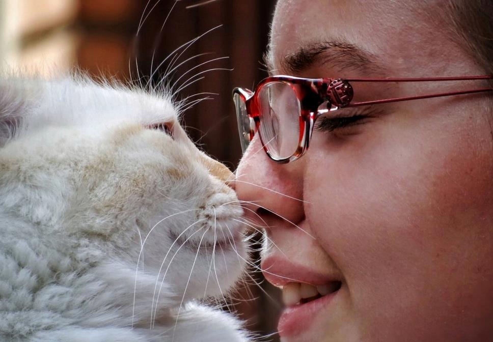 猫咪这些行为你知道背后的意思吗,猫咪有这些行为证明你养猫很失败