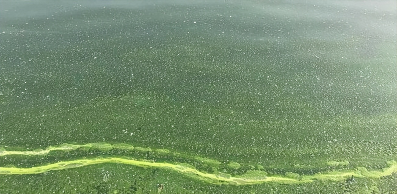 如何让池塘倒藻,池塘倒藻现象