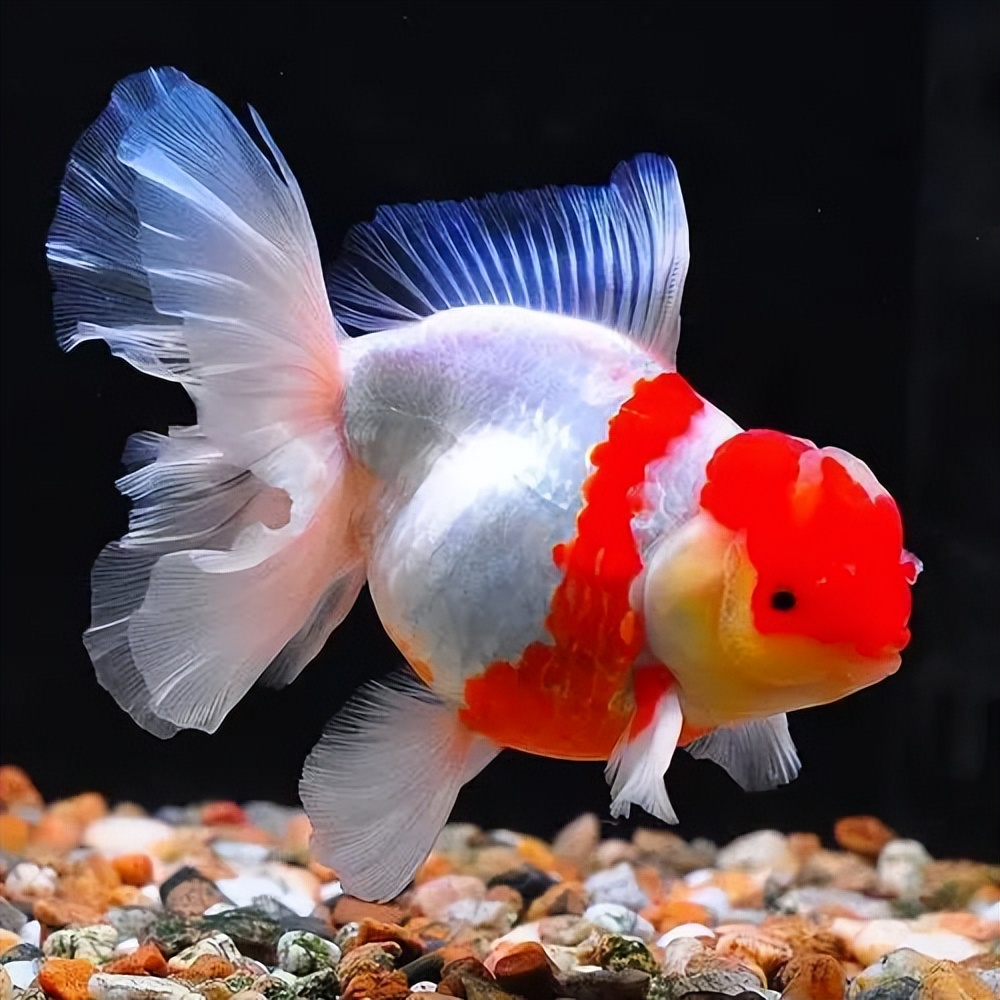 适合学生养的小型宠物100元以内,建议穷人养的10种小型宠物