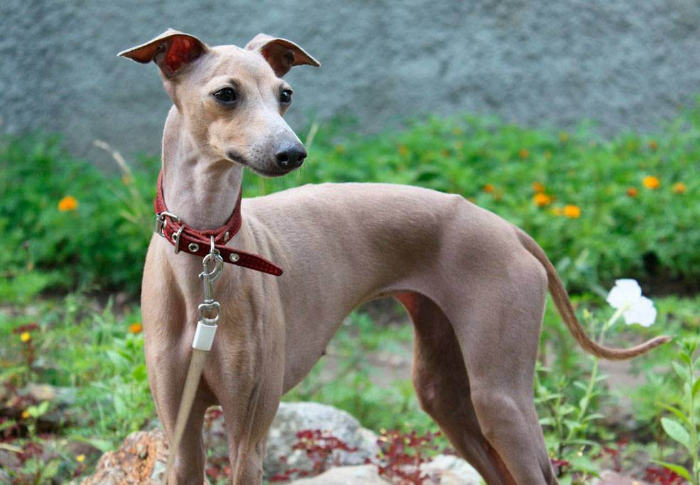 这几种狗狗不仅好养还不臭,这六种狗狗便宜又好养谁养谁走运