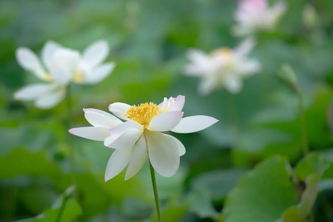 荷花睡莲你能分清吗,荷花和睡莲你能真的分得清楚吗