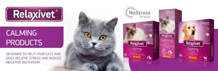 猫咪抓窗帘意味着什么,猫咪抓窗帘的时候一直叫为什么