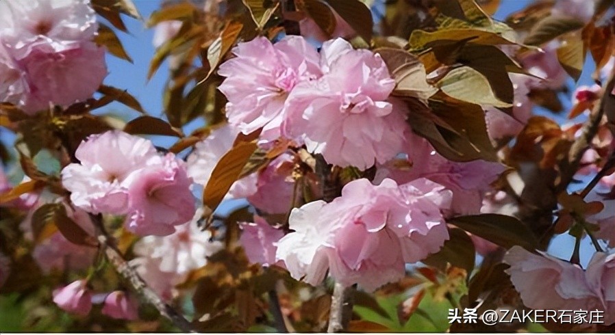 石家庄早新闻,早新闻完整内容