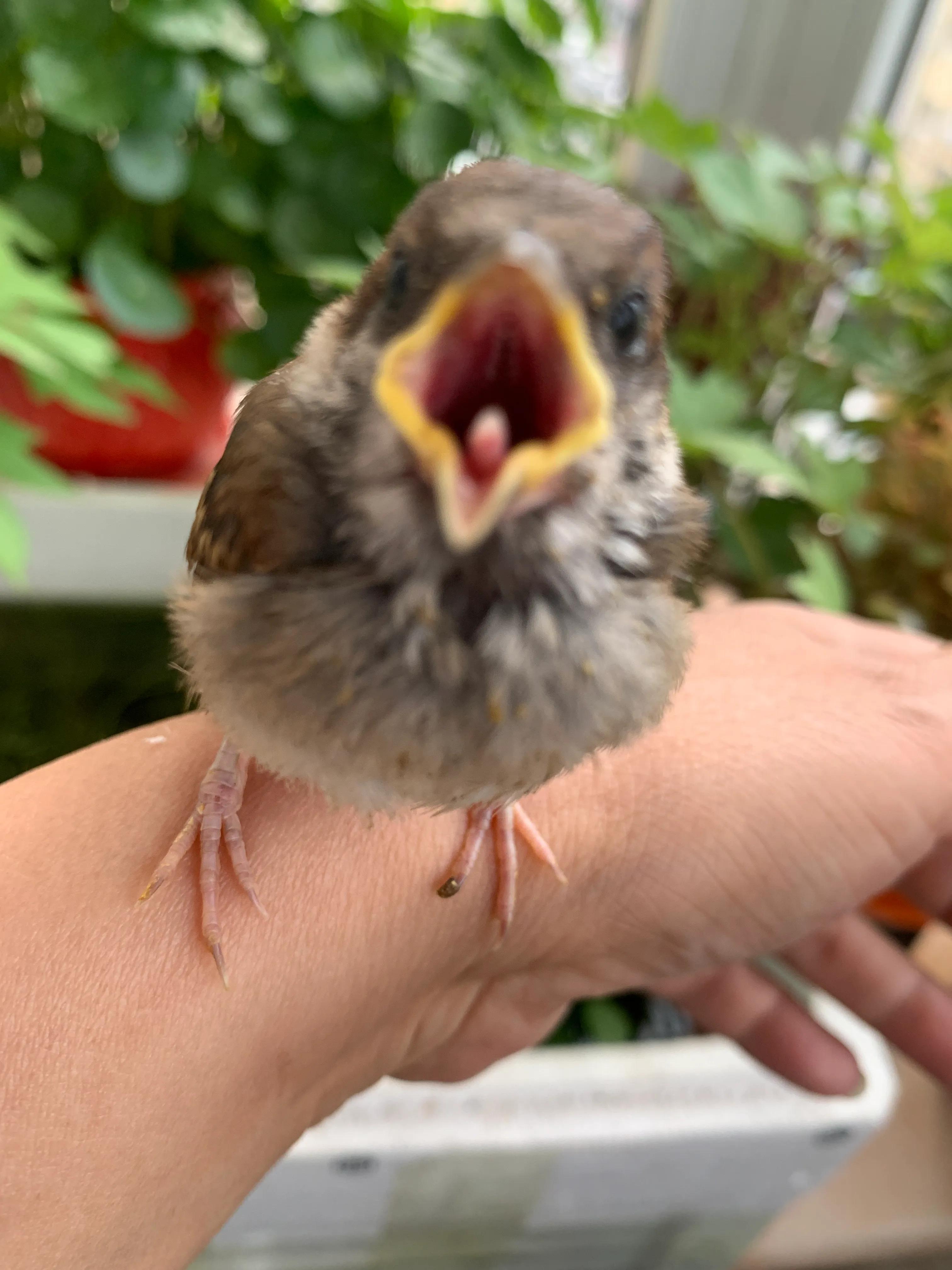 捡来的小麻雀能活吗,捡到一只小麻雀能不能放生