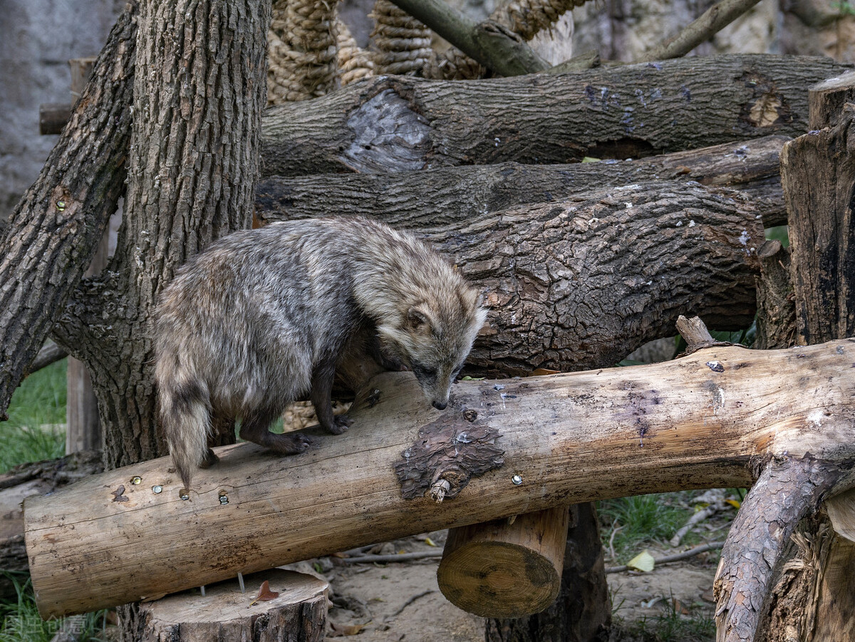 中国动物福利法内容,我国动物福利法立法是否必要