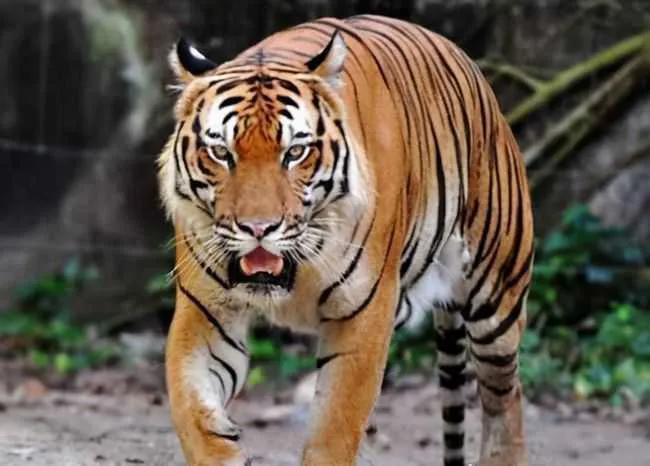 百兽之王和北极熊,百兽之王北极熊