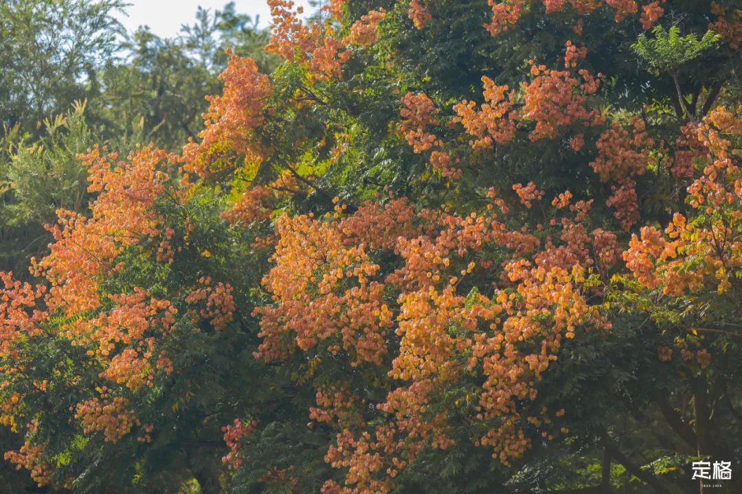 深圳地铁可以直接去的免费景点,深圳免费地铁直达景点12号线