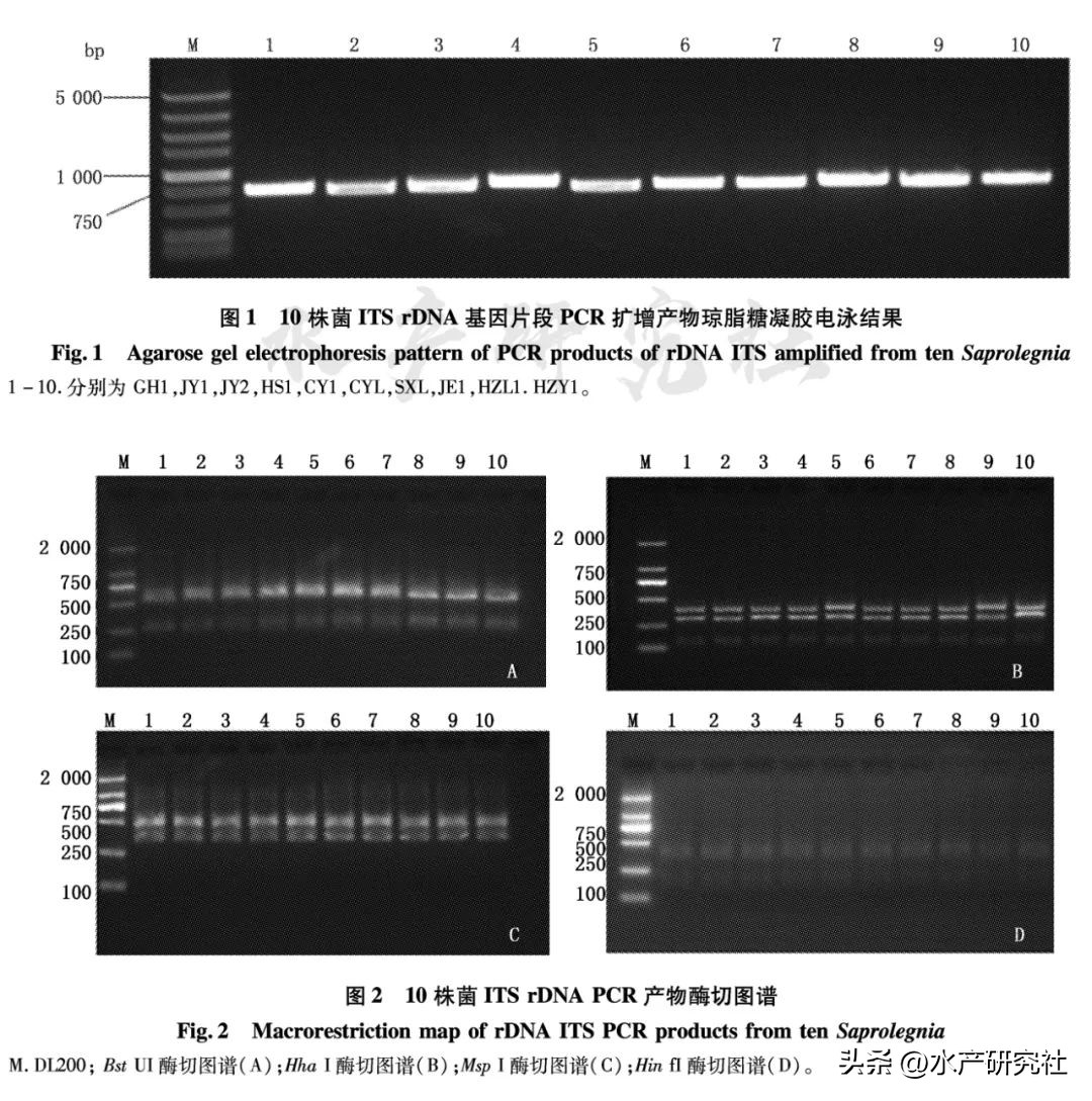 并不是所有的水霉菌都是有害的，您知道有害的有哪几种吗？