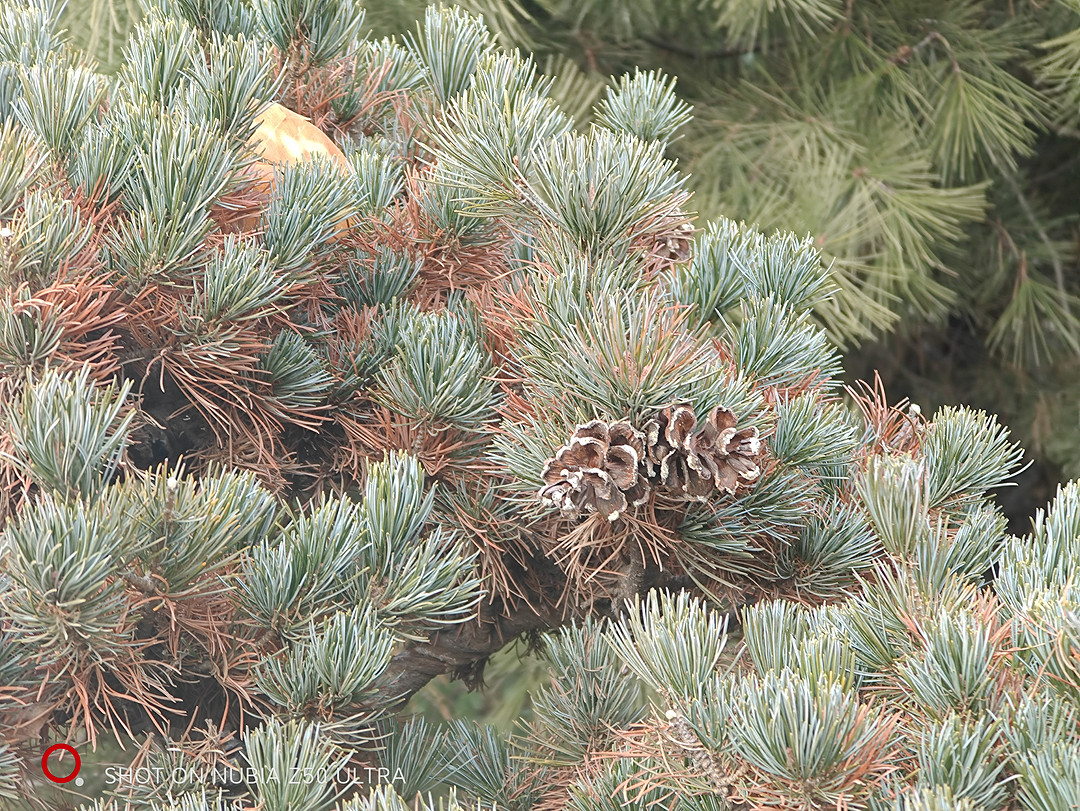 努比亚z50ultra对比其他全面屏手机,努比亚z50ultra全面屏有什么优势