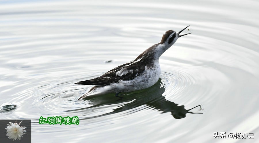 红瓣蹼鹬,红颈瓣蹼鹬声音