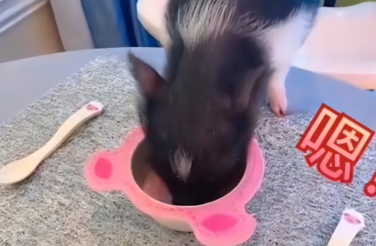 网红富婆租车拍视频装有钱人,养豹的富婆