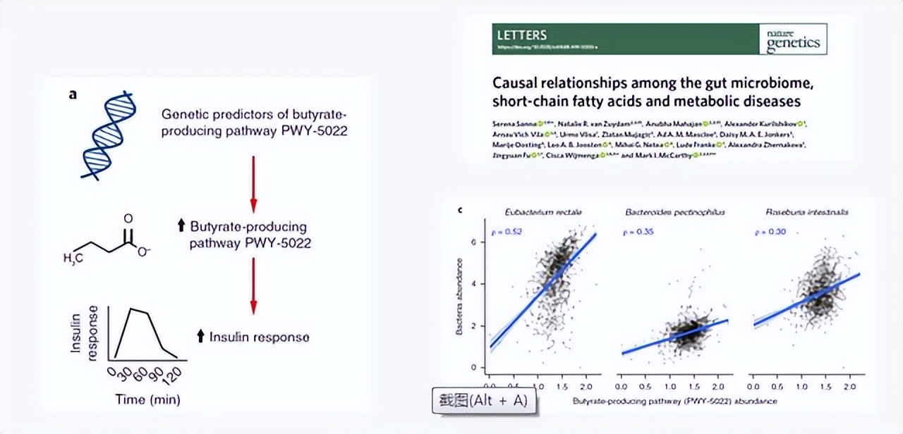 肠道菌群对糖尿病的影响,肠道有益菌对糖尿病的影响