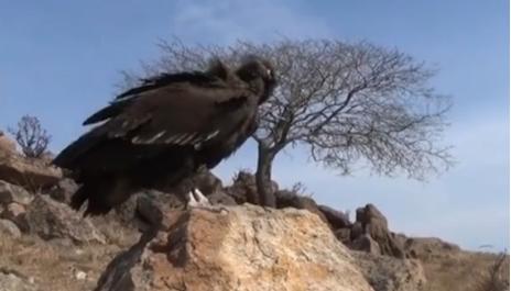 辽宁男子救助秃鹫,沈阳救助秃鹫