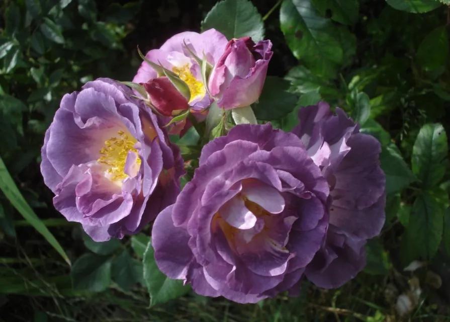 蓝色梦想树月季,蓝色梦想与什么蓝月季一样