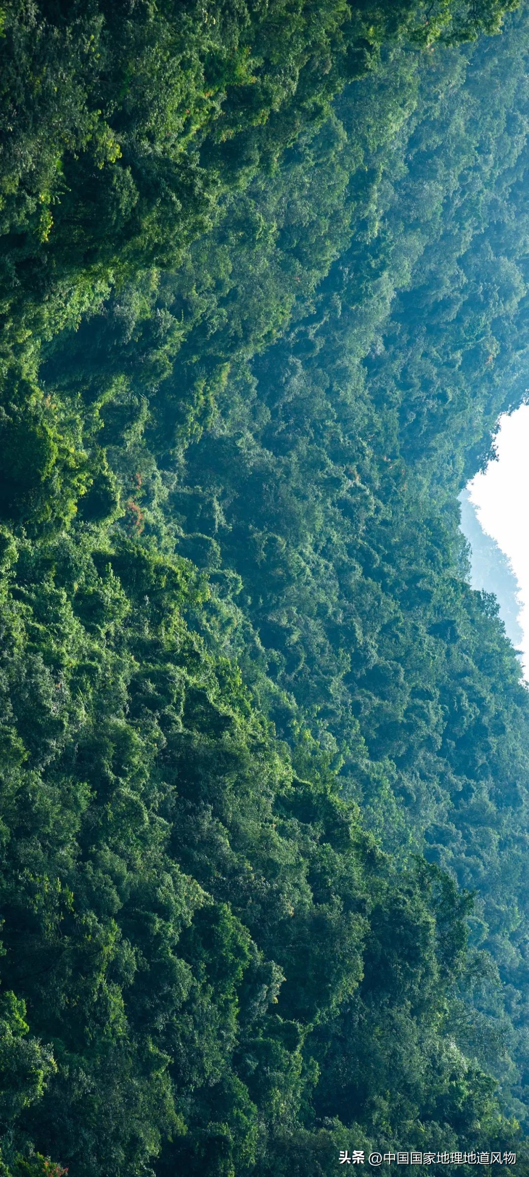 茅台酒的味道是香精调出来的吗,茅台酒的酱香是什么酱