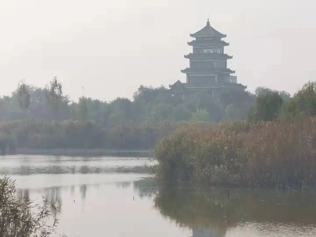 德喜黑青稞藏酒,德喜偷菜