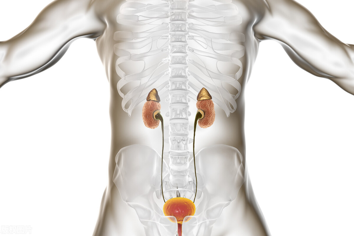 肾精慢慢补回来,肾气亏虚精关不固多久好
