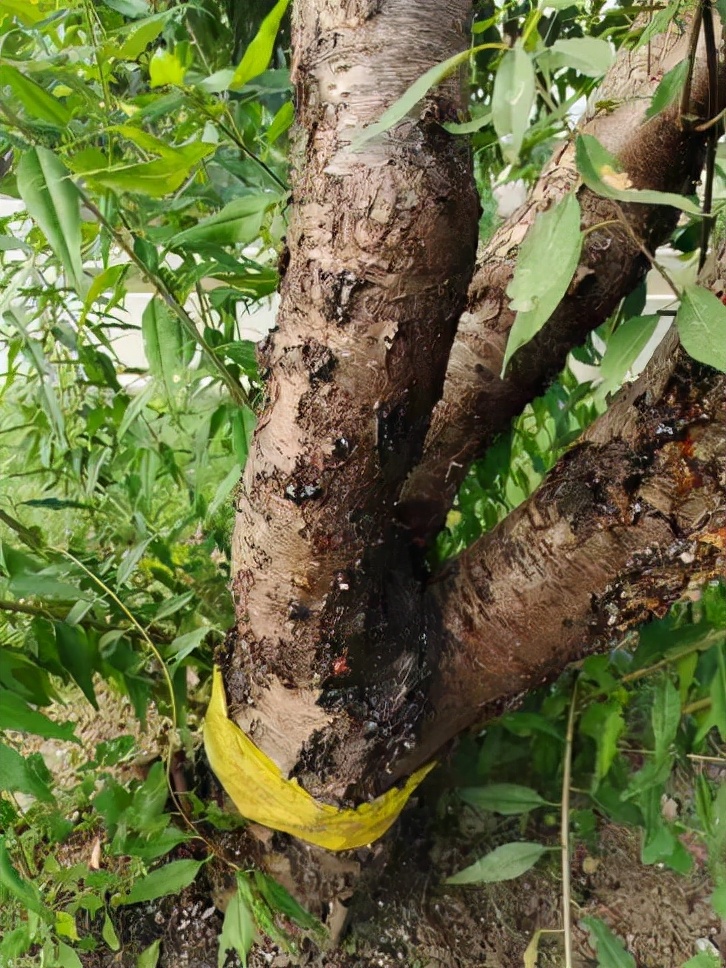 桃树得流胶穿孔病怎样治疗,桃树果子流胶用什么药