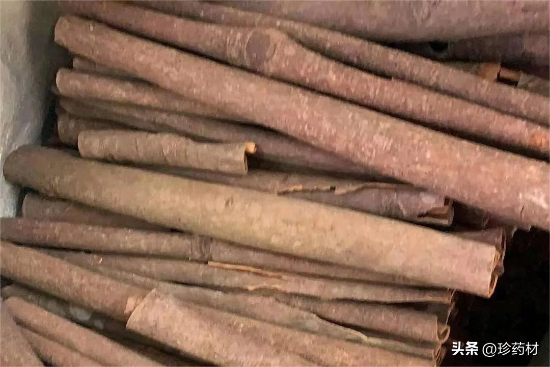 中草药苍术市场行情,中药材苍术行情直播