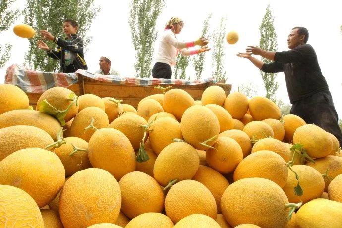 垂涎欲滴的瓜世界：瓜田李下说吃瓜，一片冰心香满园