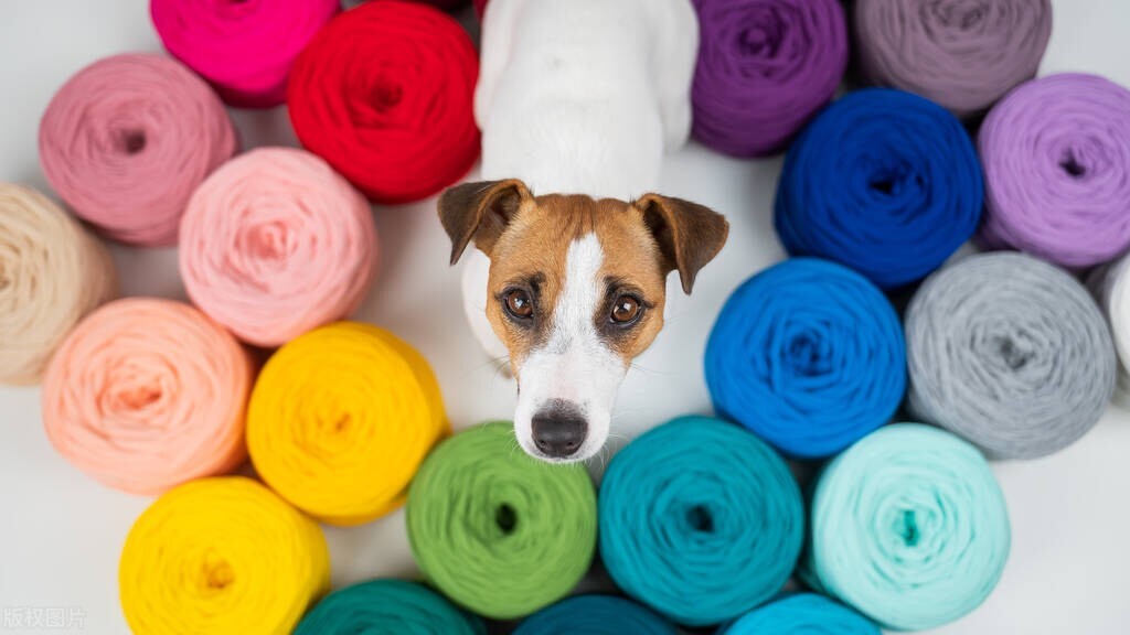 狗喜欢的颜色排行榜,狗喜欢用什么颜色的水碗