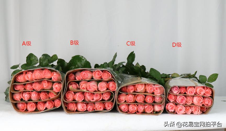 花店玫瑰为什么不香,花店里的玫瑰为什么不香