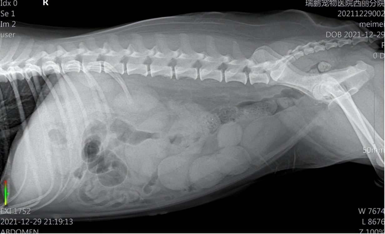 狗尿血是憋尿引起的吗,狗狗月经后尿血是怎么回事