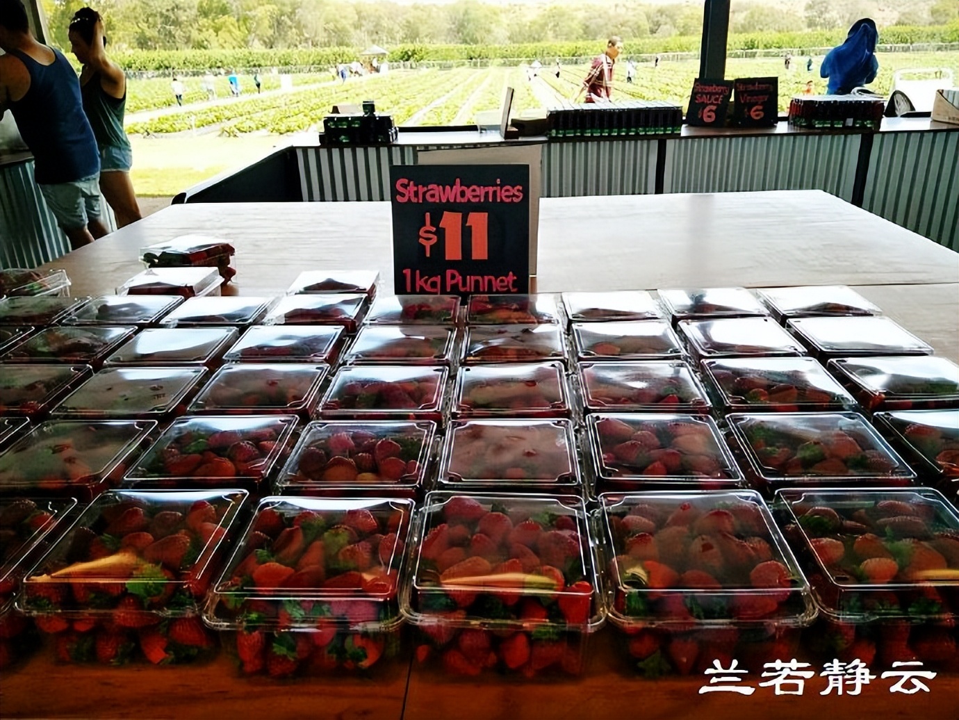 澳洲·墨尔本：到酒庄免费品酒，付5澳元到樱桃园吃到撑