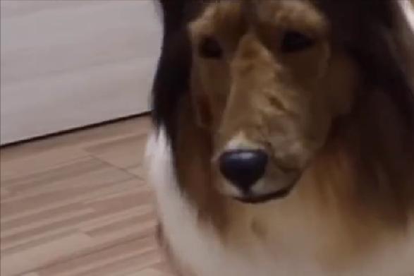 日本人花10万元把自己变成一条狗,日本一男子厌倦生活花200万变成狗