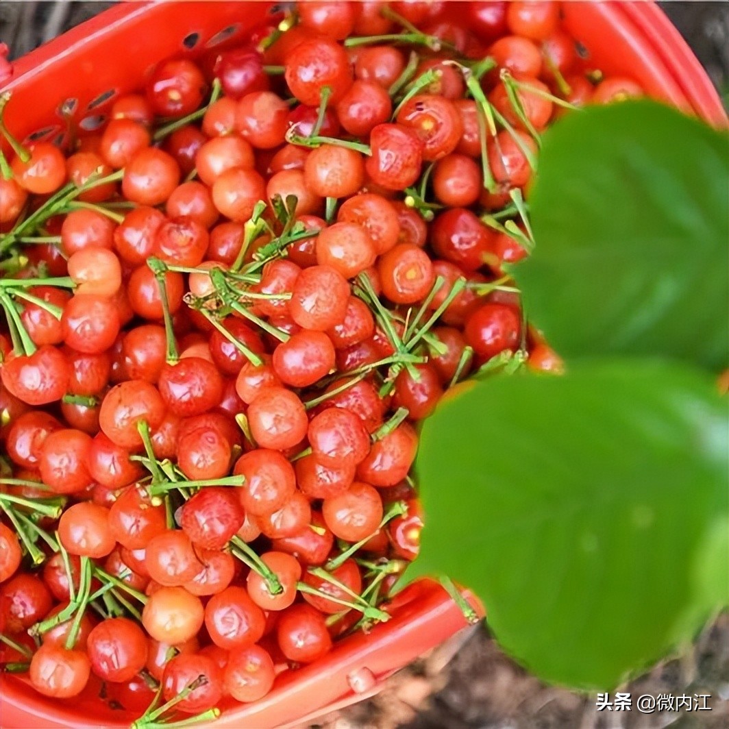 恩桃儿采摘园资中,恩桃儿采摘南充