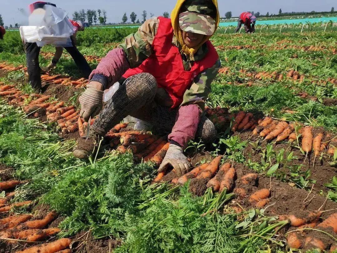 有多少蔬菜种子被国外垄断,蔬菜种子被垄断