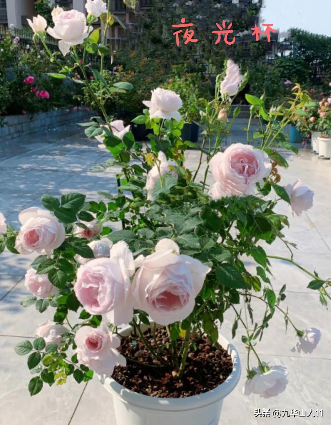 天狼无刺多头月季品种有哪些,天狼十大藤本月季排名