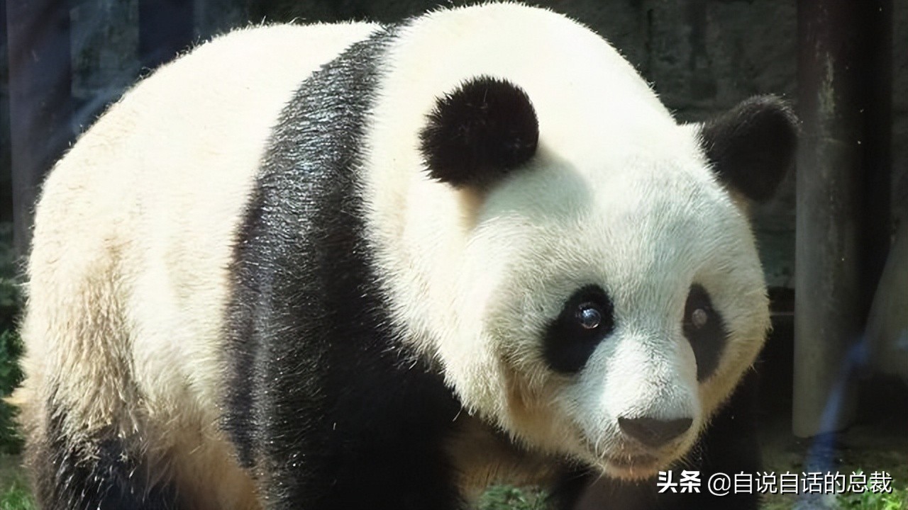 超级血液代表着什么,超级血液是啥