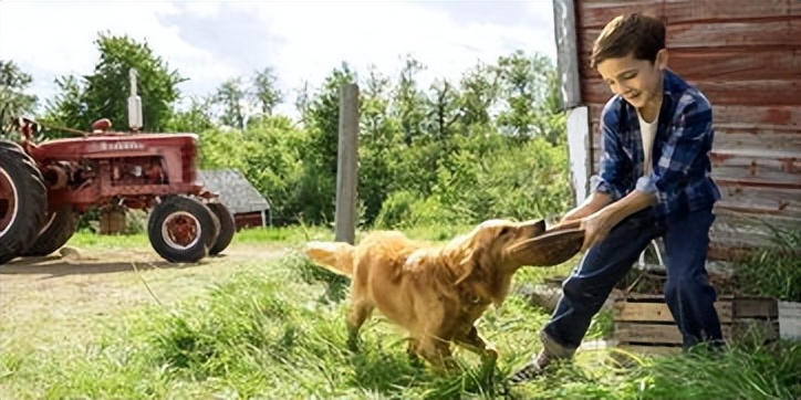 聪明的贝利，表明了动物与人之间的羁绊，表明动物也是有生命的