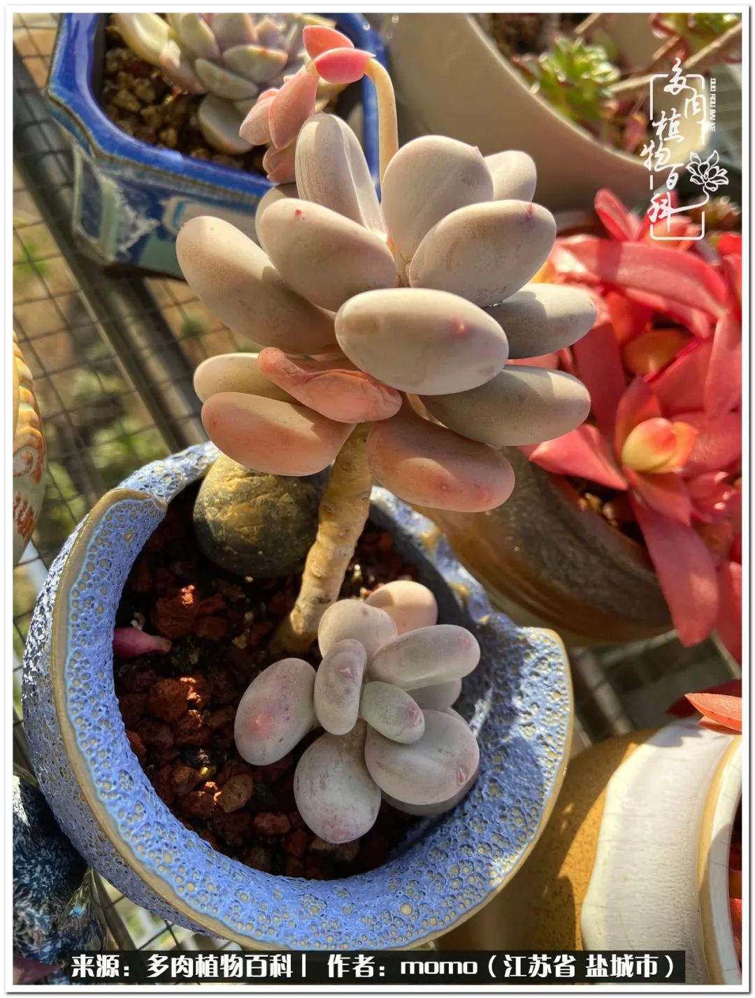 露养一个月的多肉图片,露养多肉春天外面过夜么