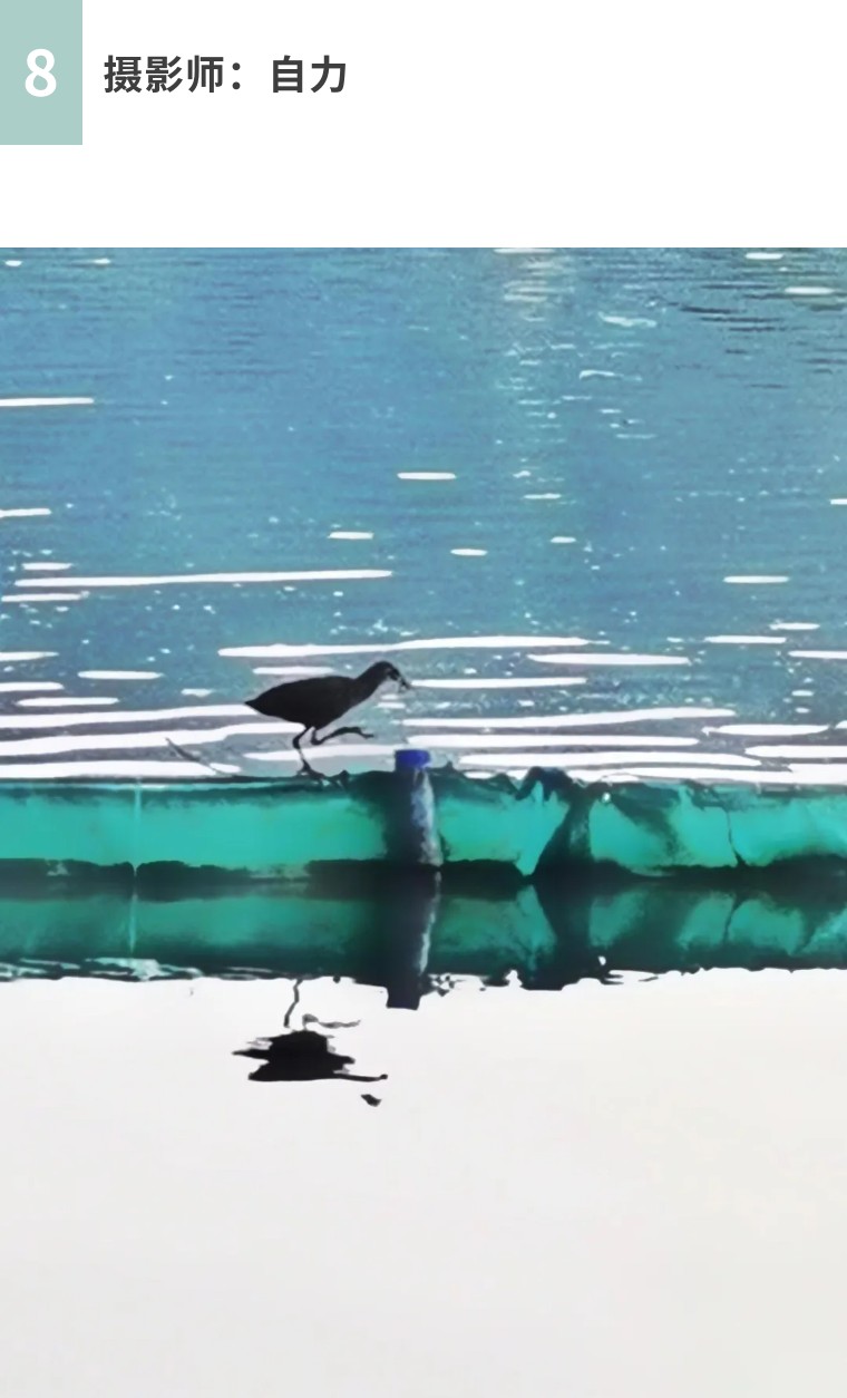 24个技巧，再助你手机拍大片！（影展点评第552期）