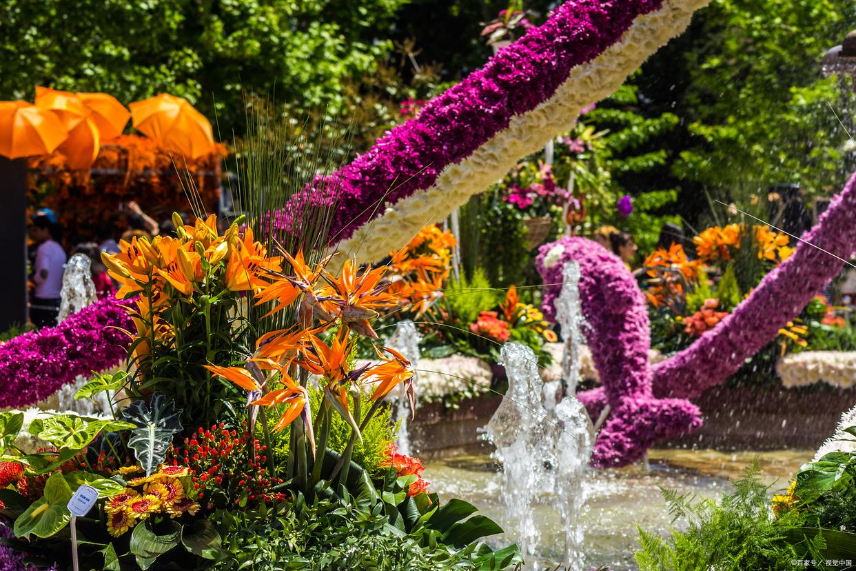 广东秋冬最美花海,广东春季赏花的景点推荐一下