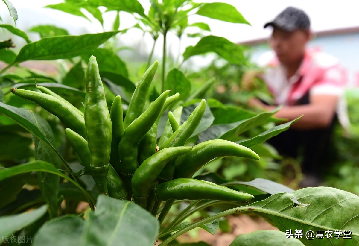 预计2020年辣椒行情会多少钱一斤,最近辣椒价格最高是多少