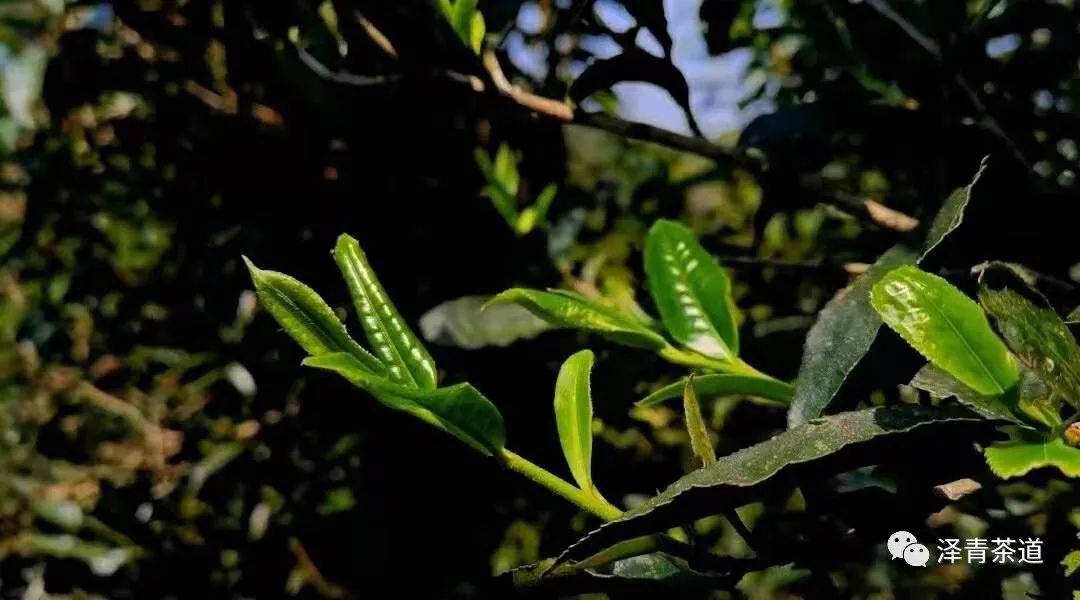 保塘古树茶好喝吗,芒景古树茶好喝吗