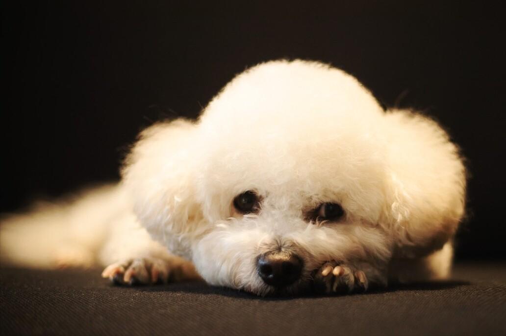 兽医怎么养宠物,兽医教你如何喂养一个月大的犬